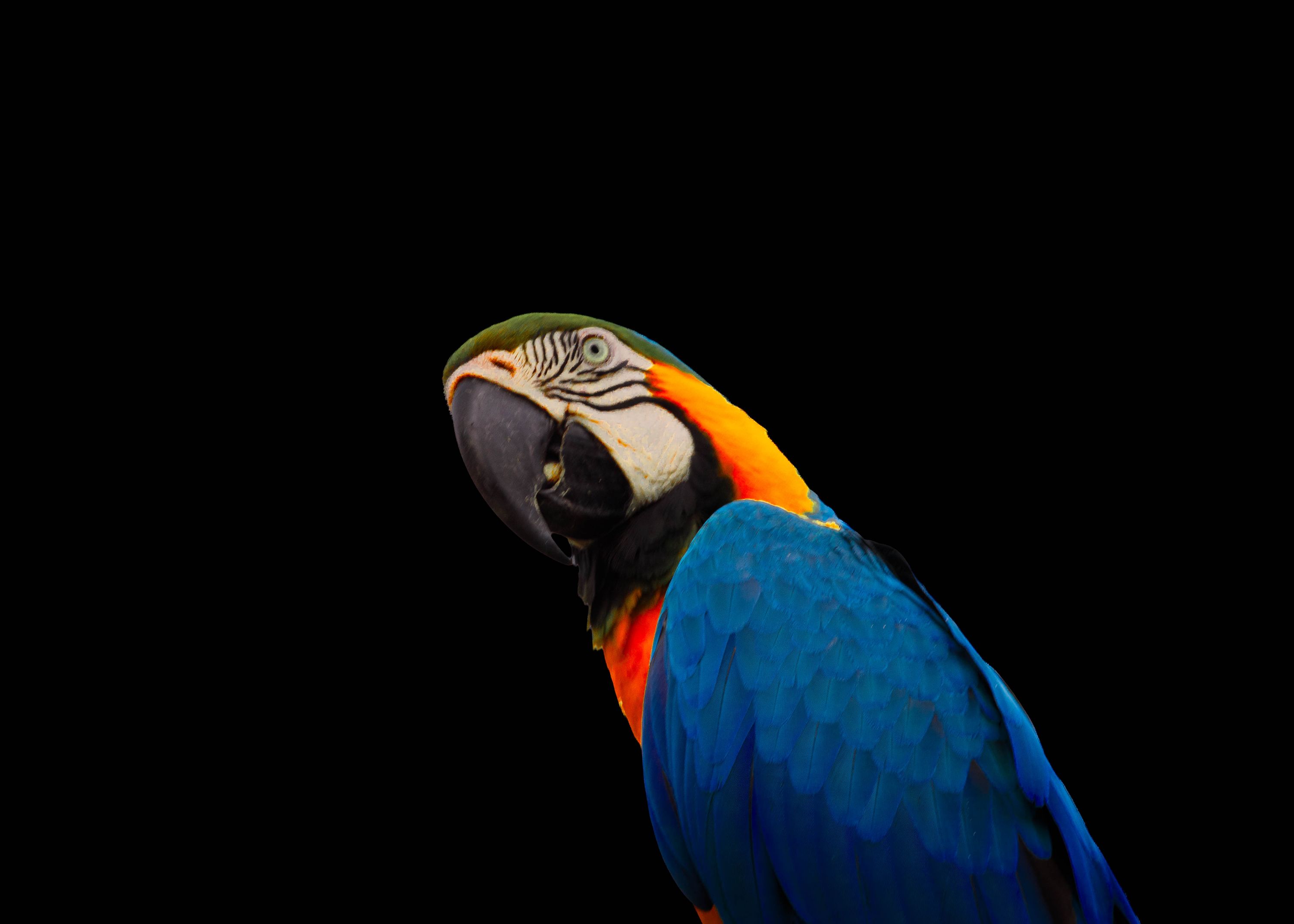2026130626ANGL5881guaca azul